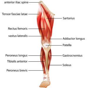 Anatomía pierna